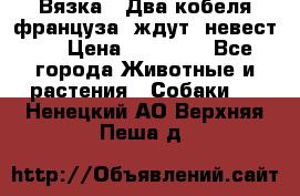  Вязка ! Два кобеля француза ,ждут  невест.. › Цена ­ 11 000 - Все города Животные и растения » Собаки   . Ненецкий АО,Верхняя Пеша д.